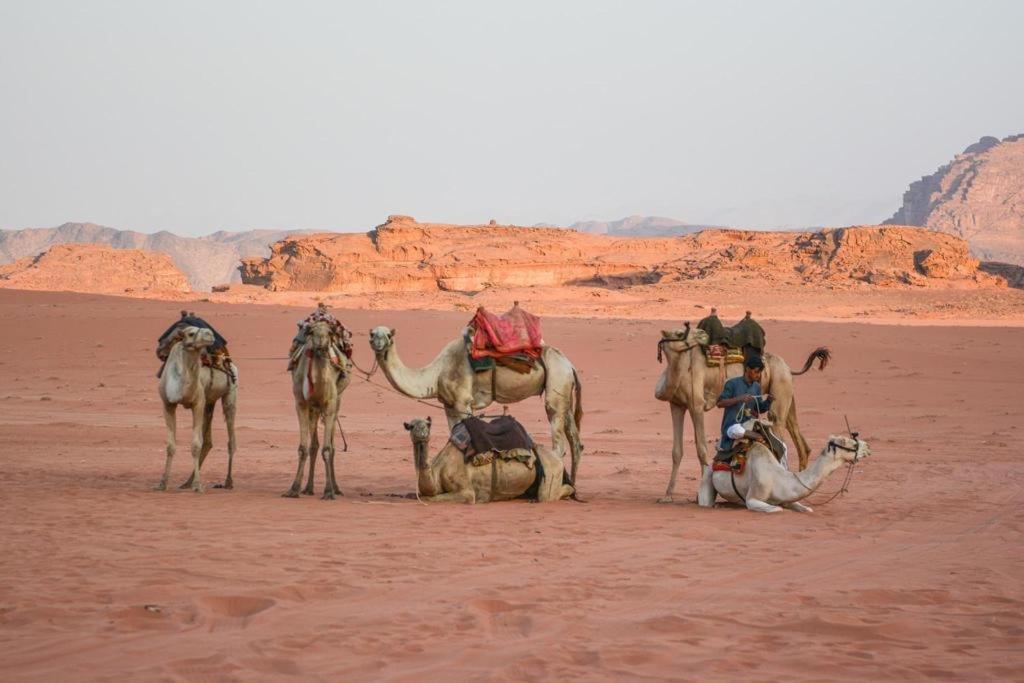 Desert Shine Camp Wadi Rum