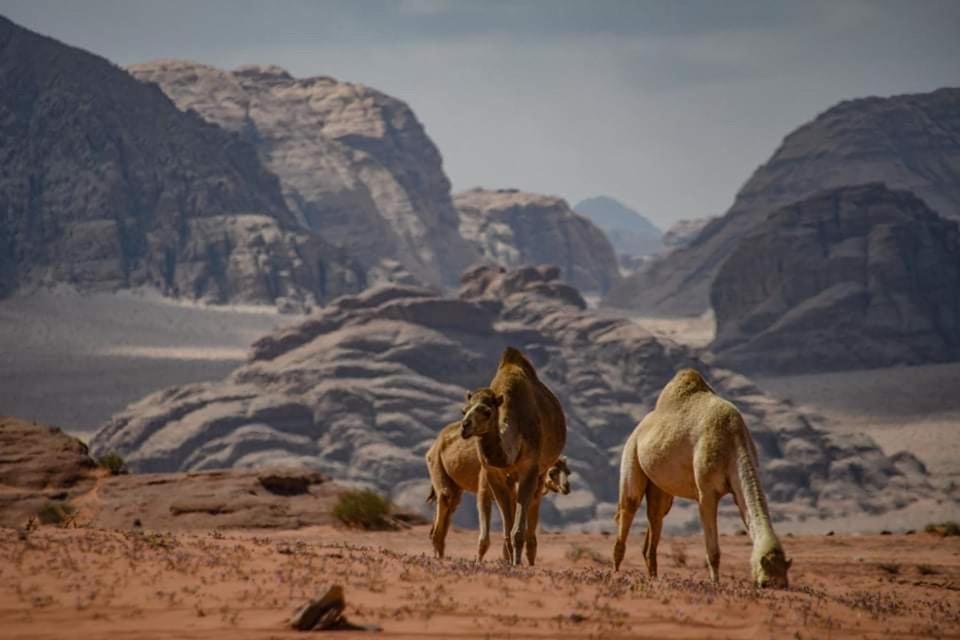 Desert Shine Camp